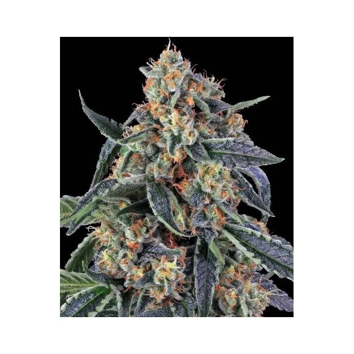 Cookies Kush | Barney's Farm