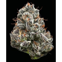 Black Cherry Gushers | Barney's Farm