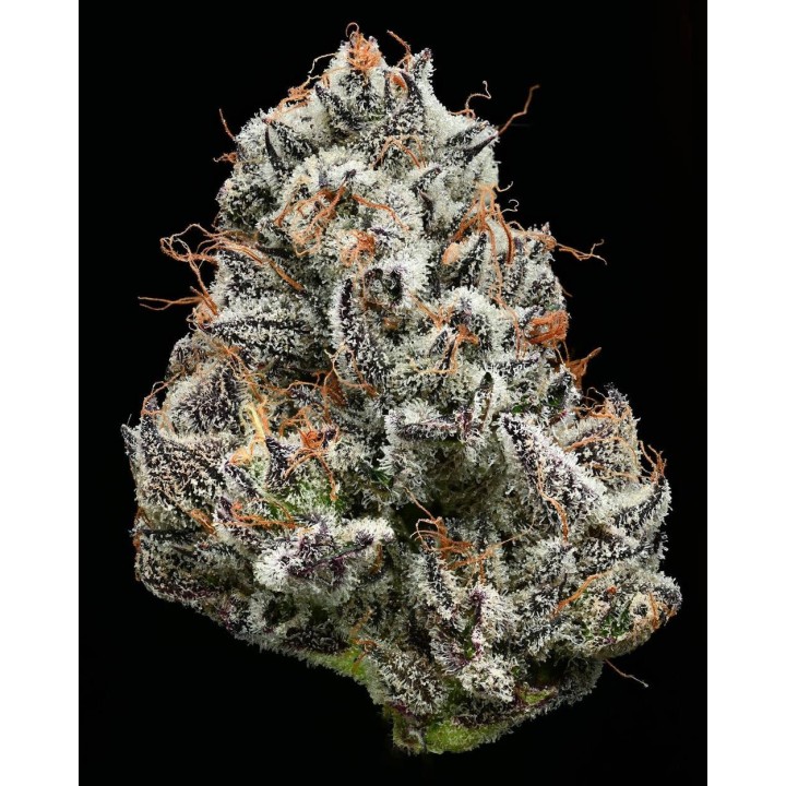 Black Cherry Gushers | Barney's Farm