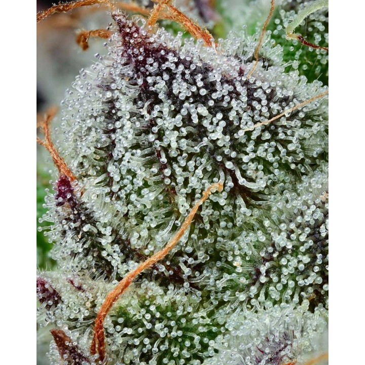 Black Cherry Gushers | Barney's Farm
