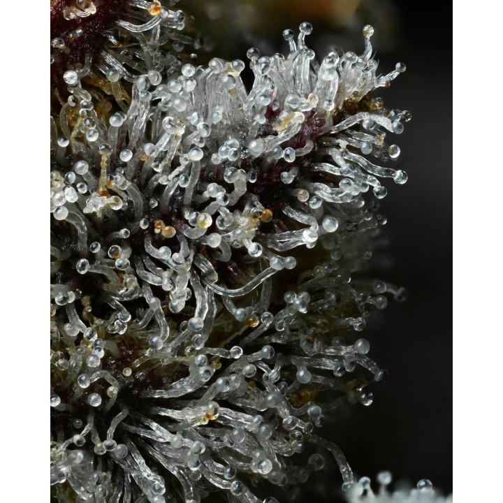 Lemon Cherry Gelato | Barney's Farm