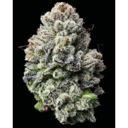 Lemon Cherry Gelato | Barney's Farm
