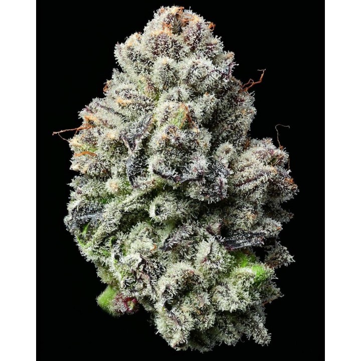 Lemon Cherry Gelato | Barney's Farm