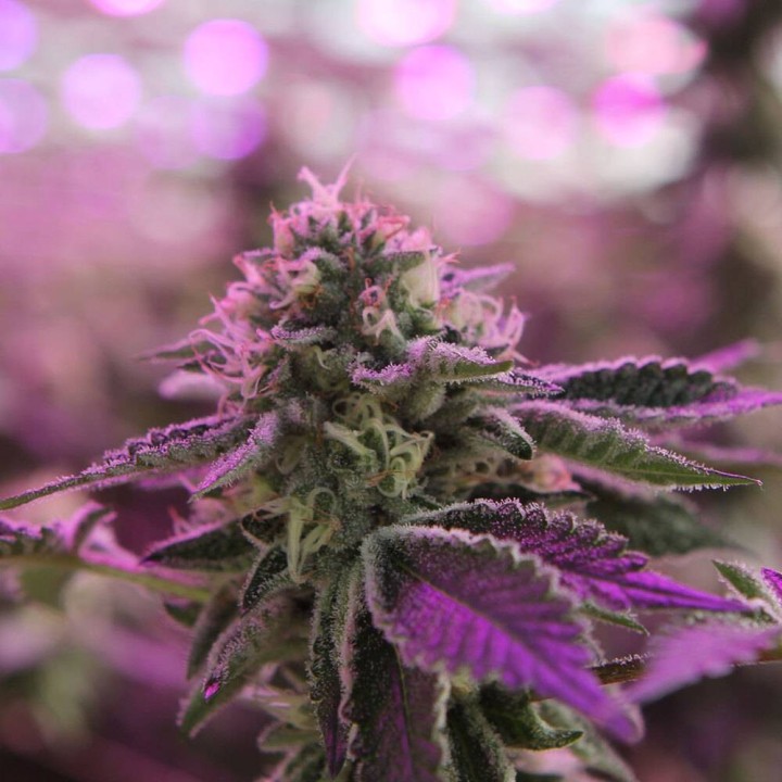 RS11 X Banana OG | Barney's Farm