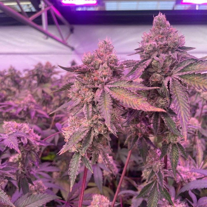 RS11 X Banana OG | Barney's Farm
