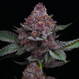 Cherry Poppers | Barney's Farm