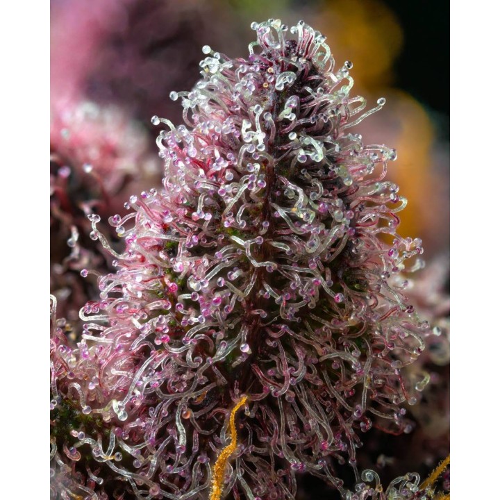 Cherry Poppers | Barney's Farm