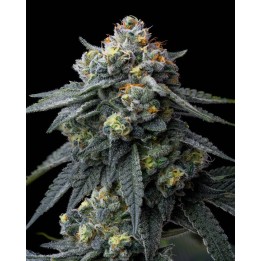 Jealousy | Barney's Farm