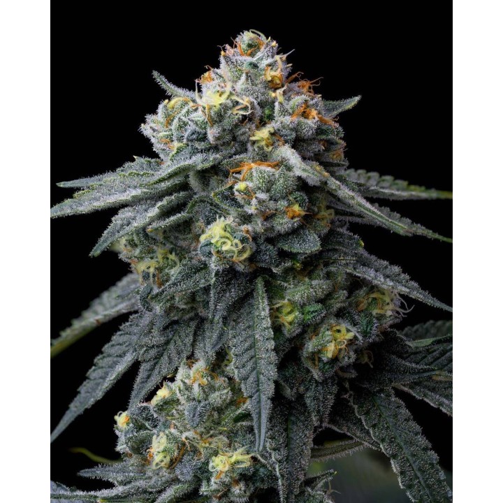 Jealousy | Barney's Farm