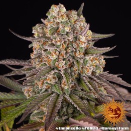 Limoncello | Barney's Farm