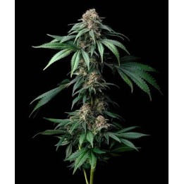 Mendo Breath | Barney's Farm