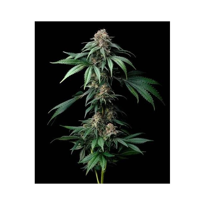Mendo Breath | Barney's Farm