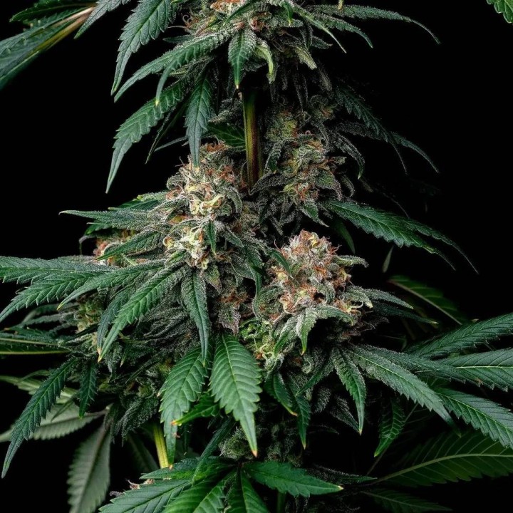 Mendo Breath | Barney's Farm