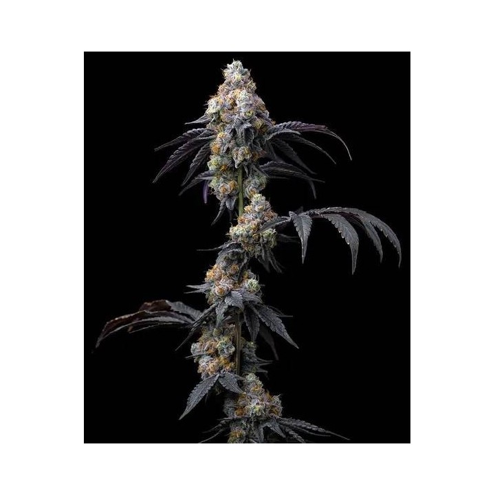 Rainbow Sherbet | Barney's Farm