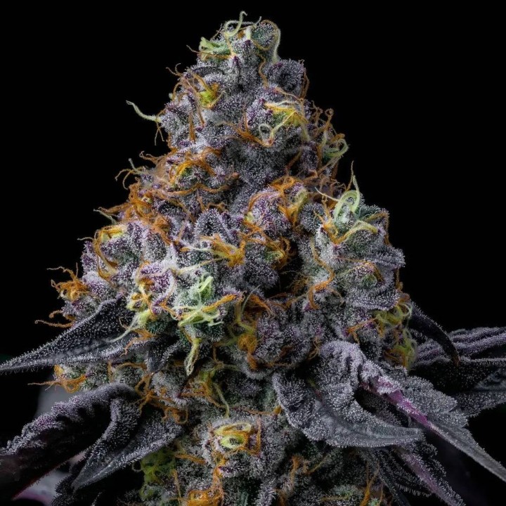 Rainbow Sherbet | Barney's Farm