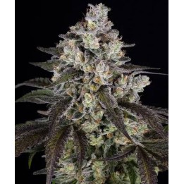 Trainwreck | Barney's Farm