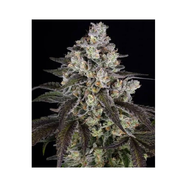 Trainwreck | Barney's Farm