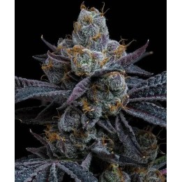 White Runtz | Barney's Farm