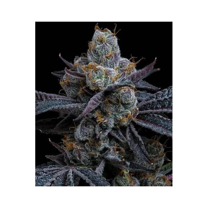 White Runtz | Barney's Farm