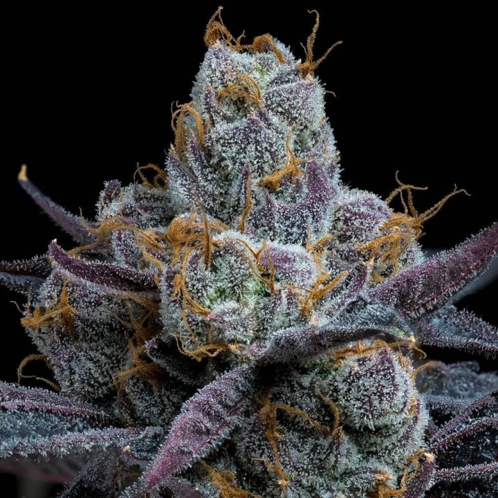 White Runtz | Barney's Farm