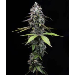 Zoap | Barney's Farm