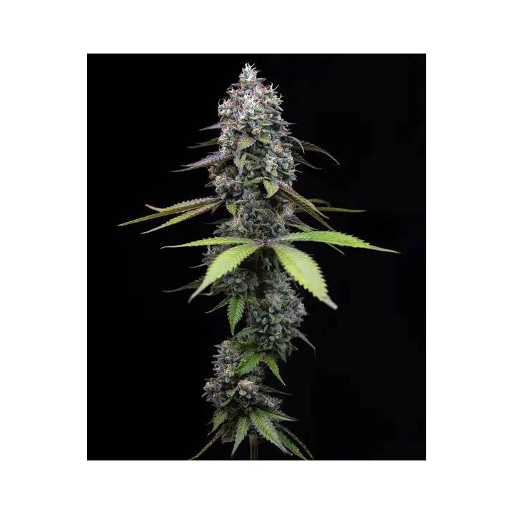 Zoap | Barney's Farm