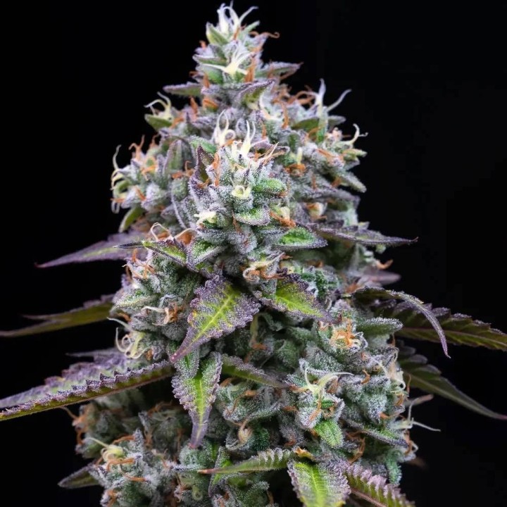 Zoap | Barney's Farm