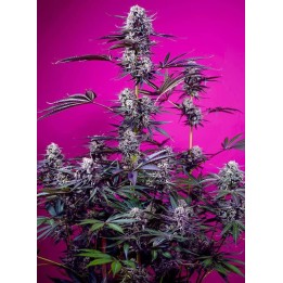 Studio 54 Stardust Auto | Sweet Seeds