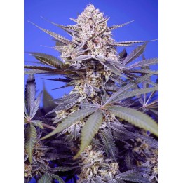 Pineapple Slush XL Auto | Sweet Seeds