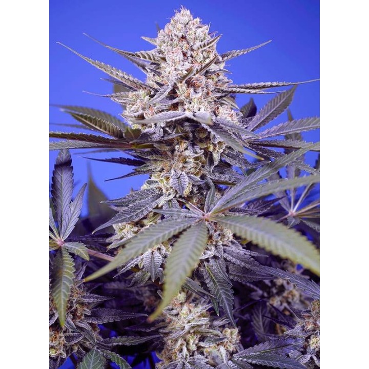 Pineapple Slush XL Auto | Sweet Seeds
