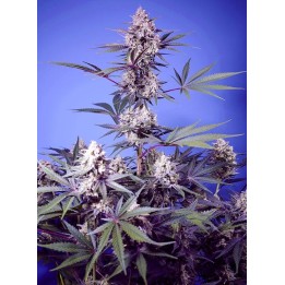 Mental Rainbow F1 Fast Version | Sweet Seeds