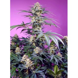 Monster Maker | Sweet Seeds