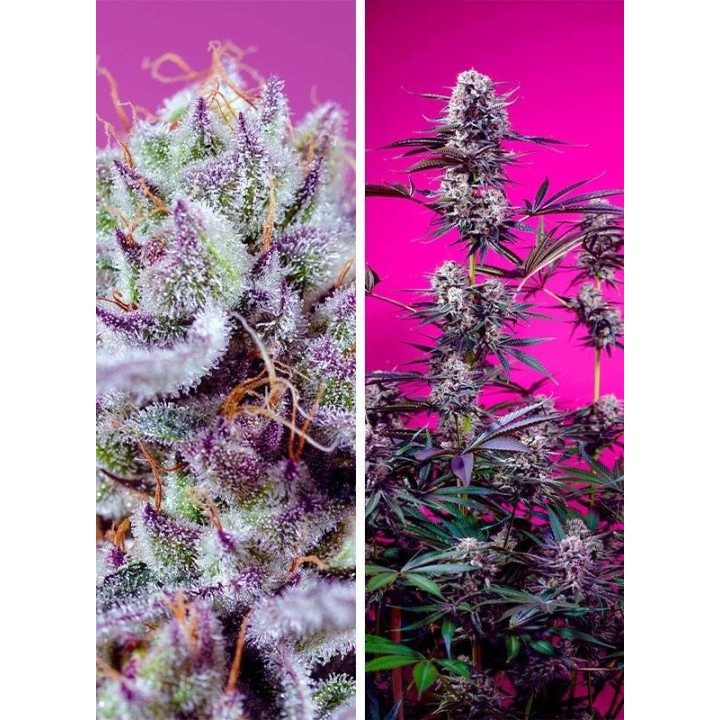 Fruity & Delicious Mix | Sweet Seeds