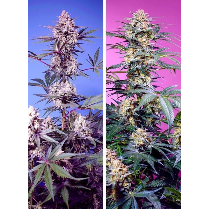 Sweet Monster Mix 4 und | Sweet Seeds