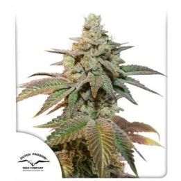Auto Kerosene Krash | Dutch Passion