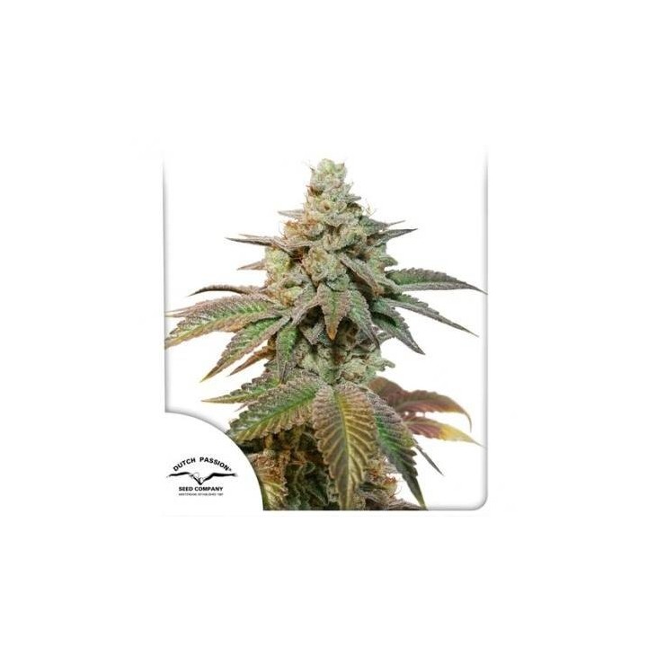 Auto Kerosene Krash | Dutch Passion