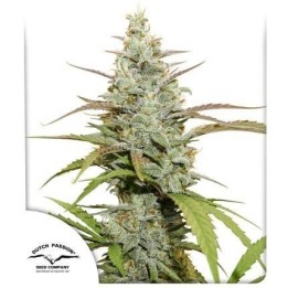 Mokum’s Tulip | Dutch Passion