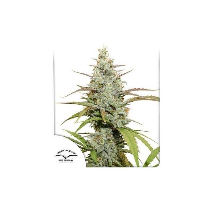 Mokum’s Tulip | Dutch Passion