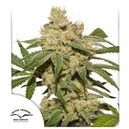 Auto Oh My Gusher | Dutch Passion