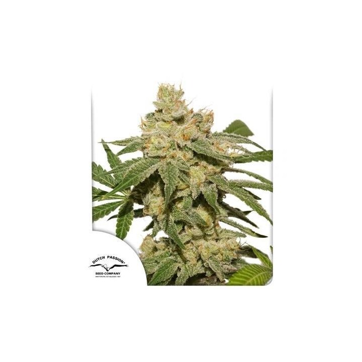 Auto Oh My Gusher | Dutch Passion