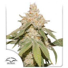 Auto SFV OG | Dutch Passion
