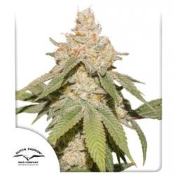 Auto Sfv Og