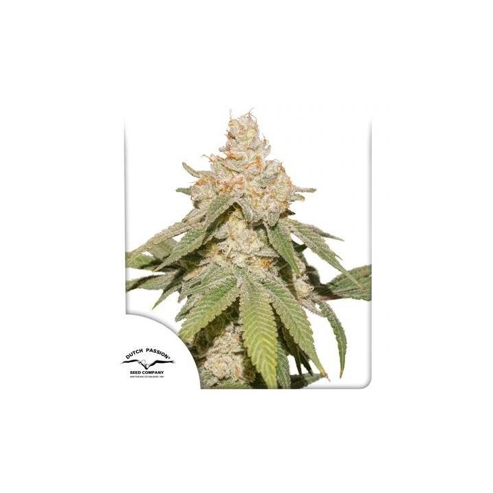 Auto SFV OG | Dutch Passion