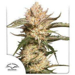 Auto Trichome & Cream | Dutch Passion