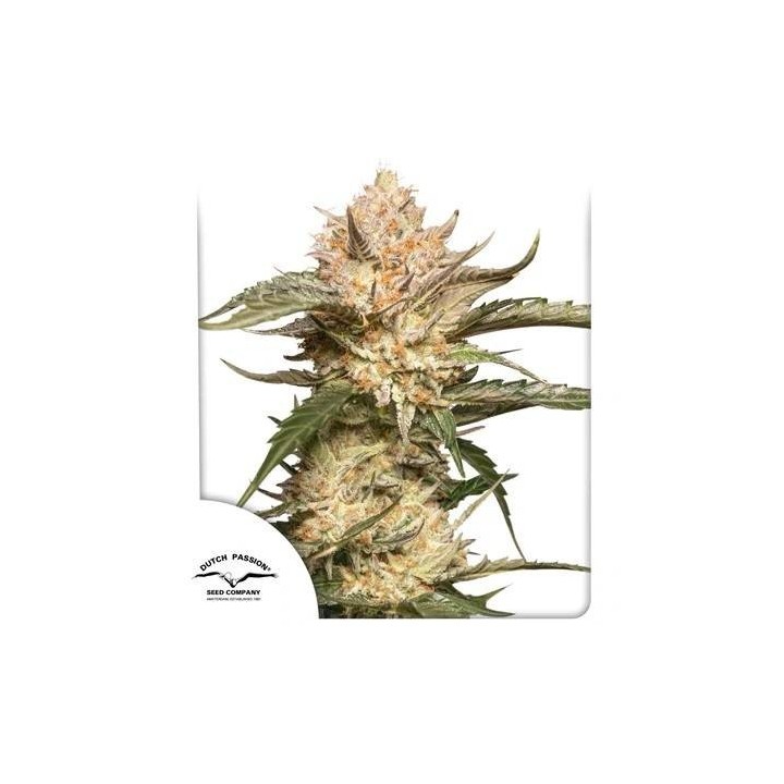 Auto Trichome & Cream | Dutch Passion