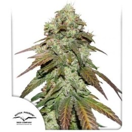 CBD Mazar | Dutch Passion