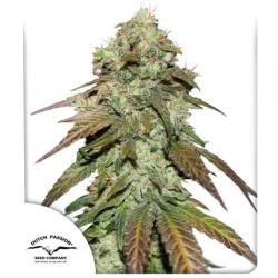 Cbd Mazar