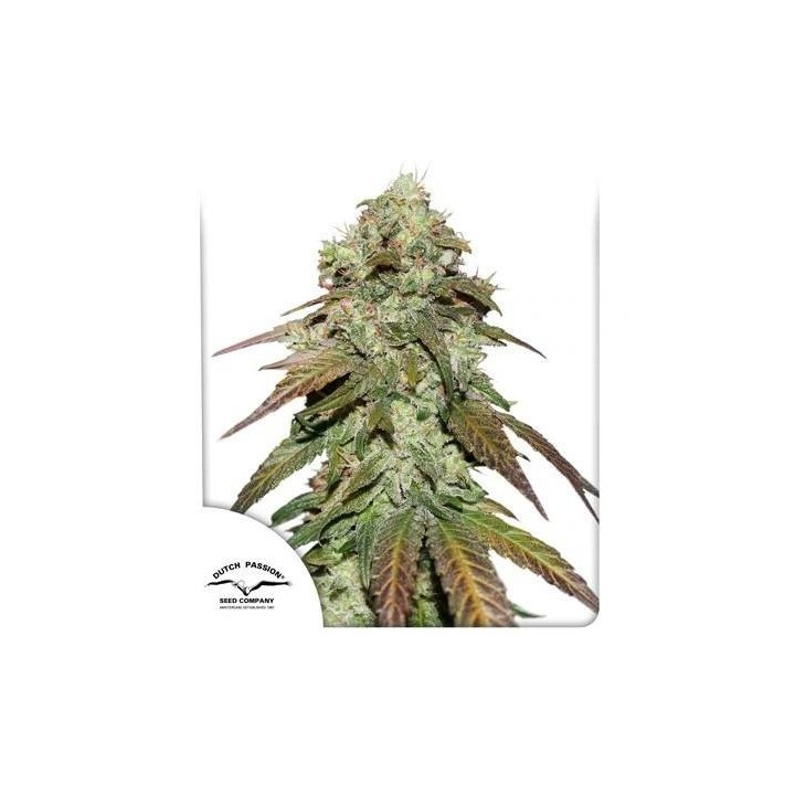 CBD Mazar | Dutch Passion