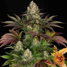 Biscotti | Barney's Farm