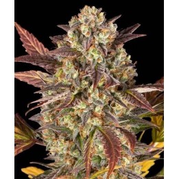 Amnesia Haze Auto | Barney's Farm
